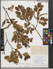 Foto von Salix helvetica Vill. x Salix waldsteiniana Willd.